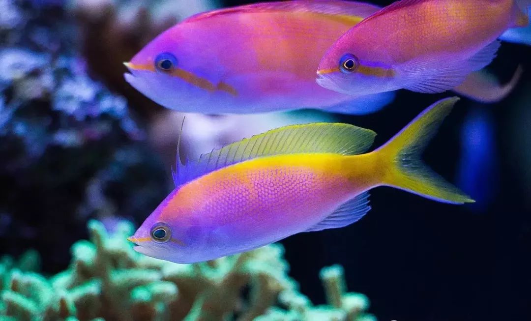 校准ph偏低,ph数值低