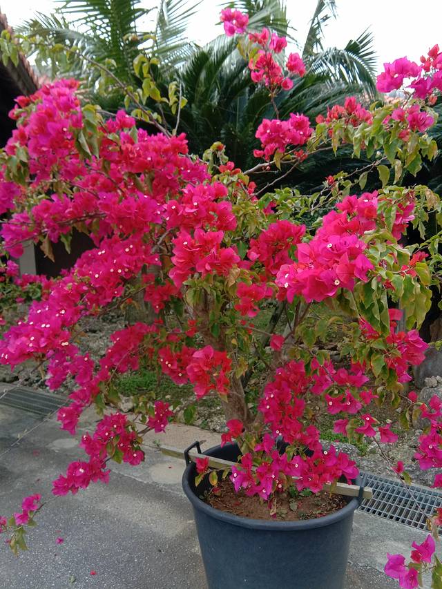 冲绳岛上的人间仙境,冲绳城市