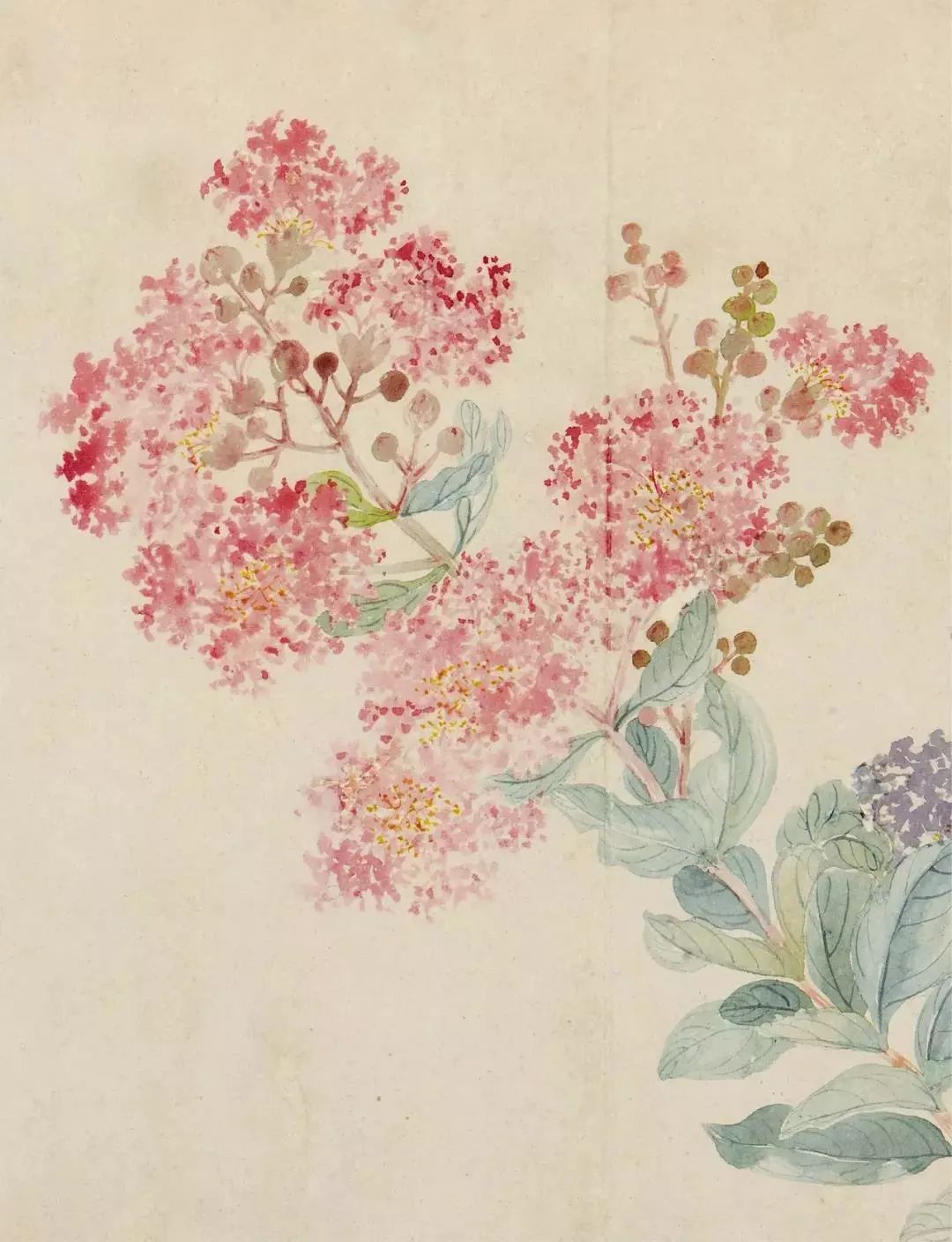 恽寿平的经典花鸟画作品,恽寿平花卉重绘高清图