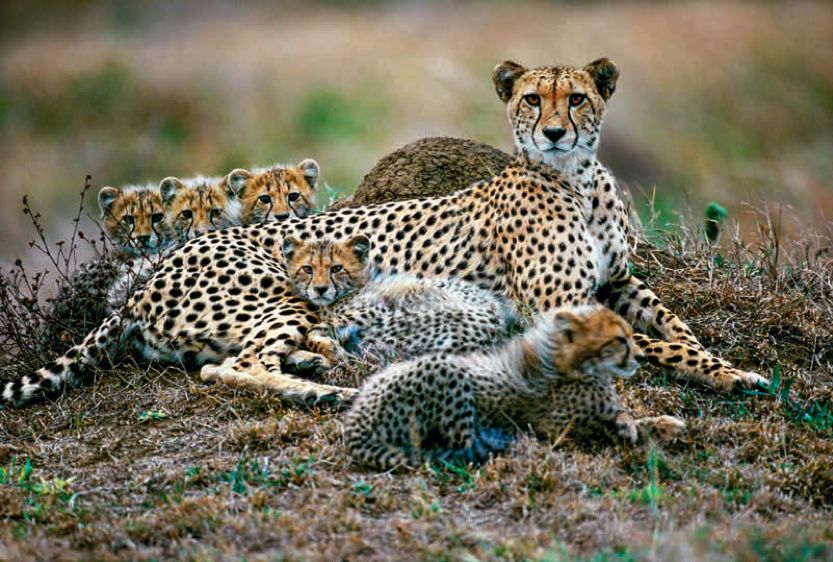 遇到野牛该如何保护自己,遇到美洲野牛怎么办