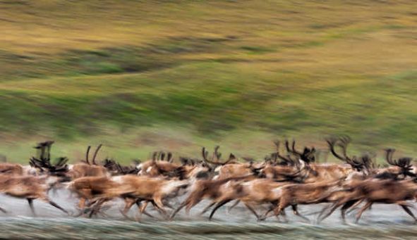 遇到野牛该如何保护自己,遇到美洲野牛怎么办