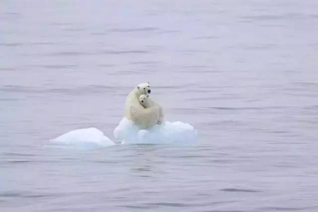 这一回，用了86年的“鳄鱼logo”再次被换，只为保护濒危动物！网友：这是2019年最棒的公益