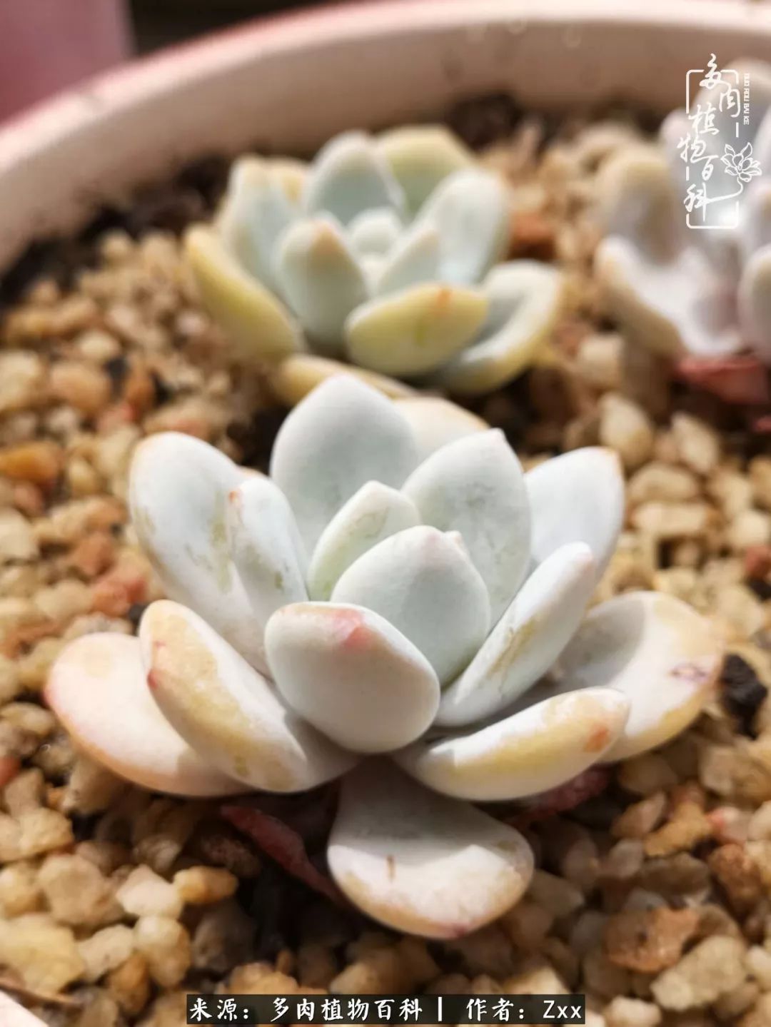 多肉怎么才能养得又美又胖,多肉的特点20个字