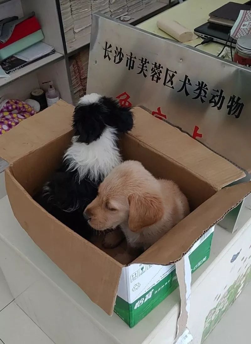 小狗狗疑似犬瘟,长沙被遗弃的狗狗
