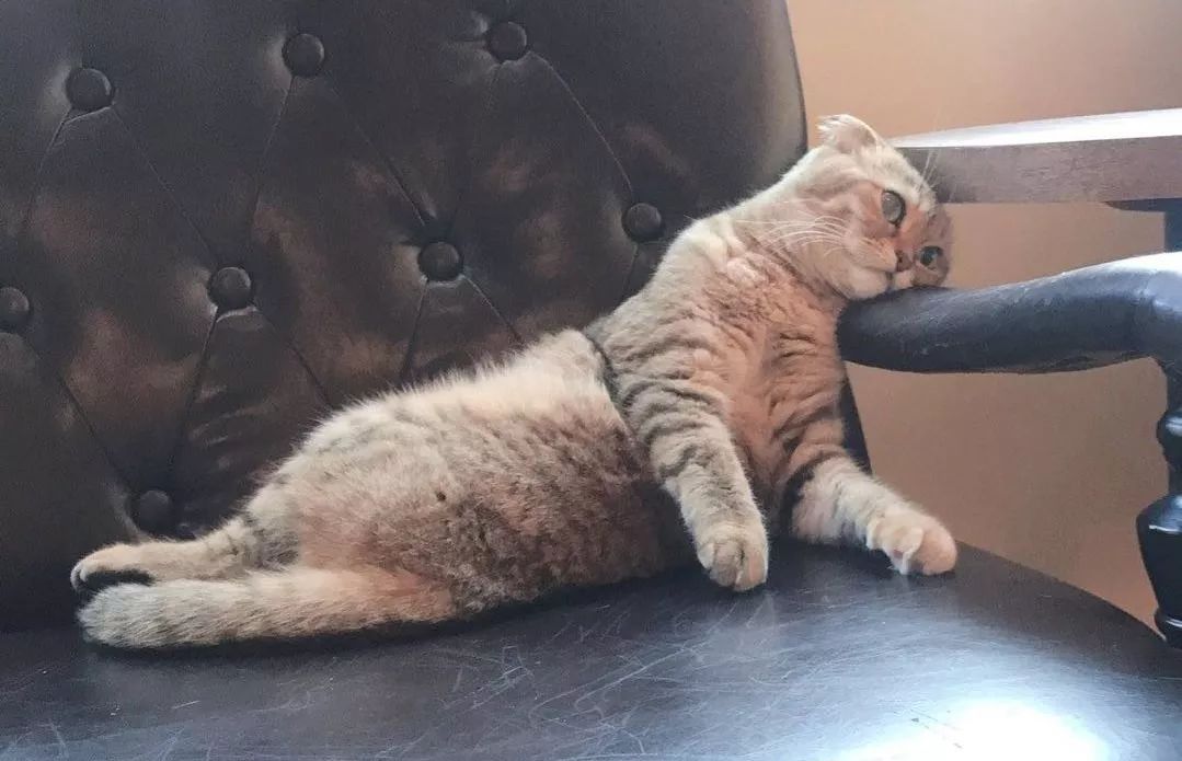 中年发福是什么,中年人发福的感受