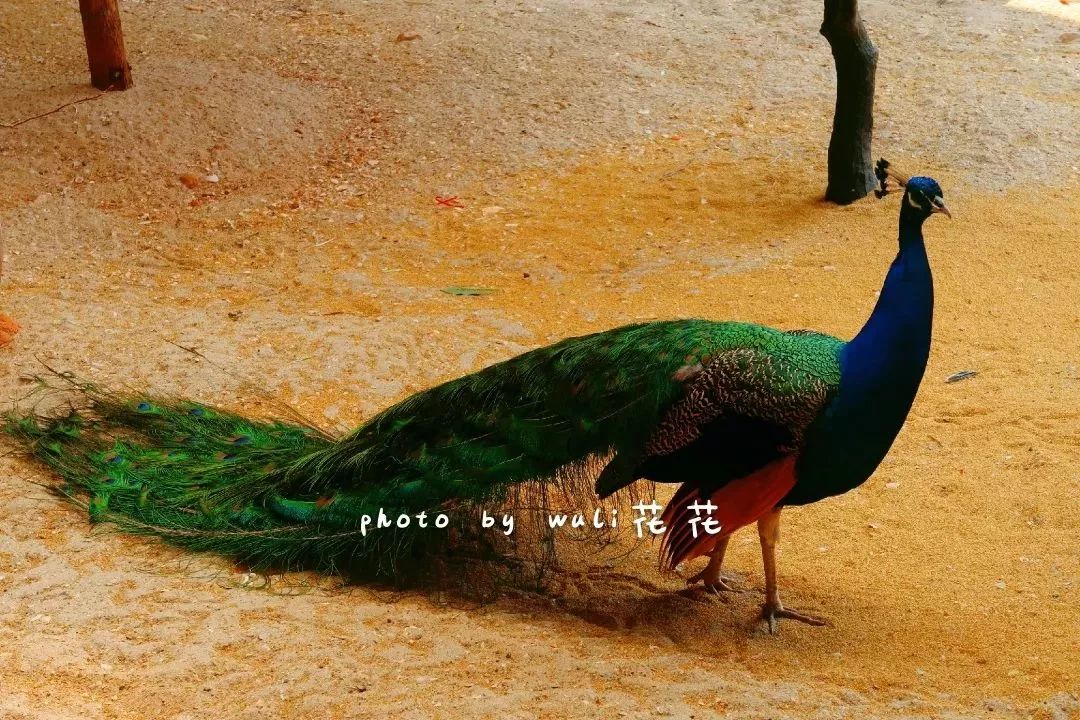 厦门适合带孩子去玩的地方推荐,厦门6月份哪里好玩