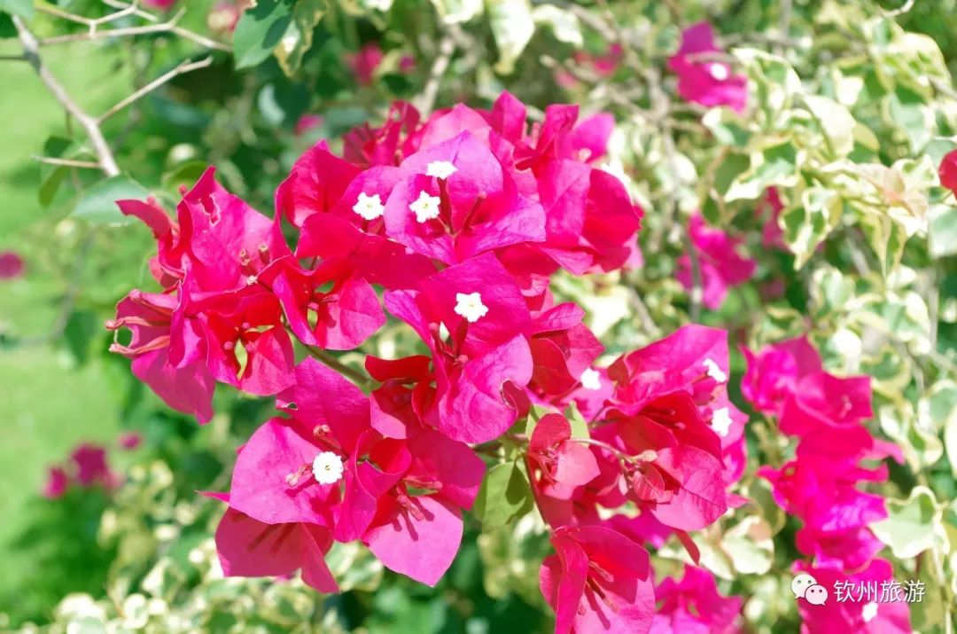 钦州花卉小镇旅游攻略,北部湾花卉小镇最佳观赏时间