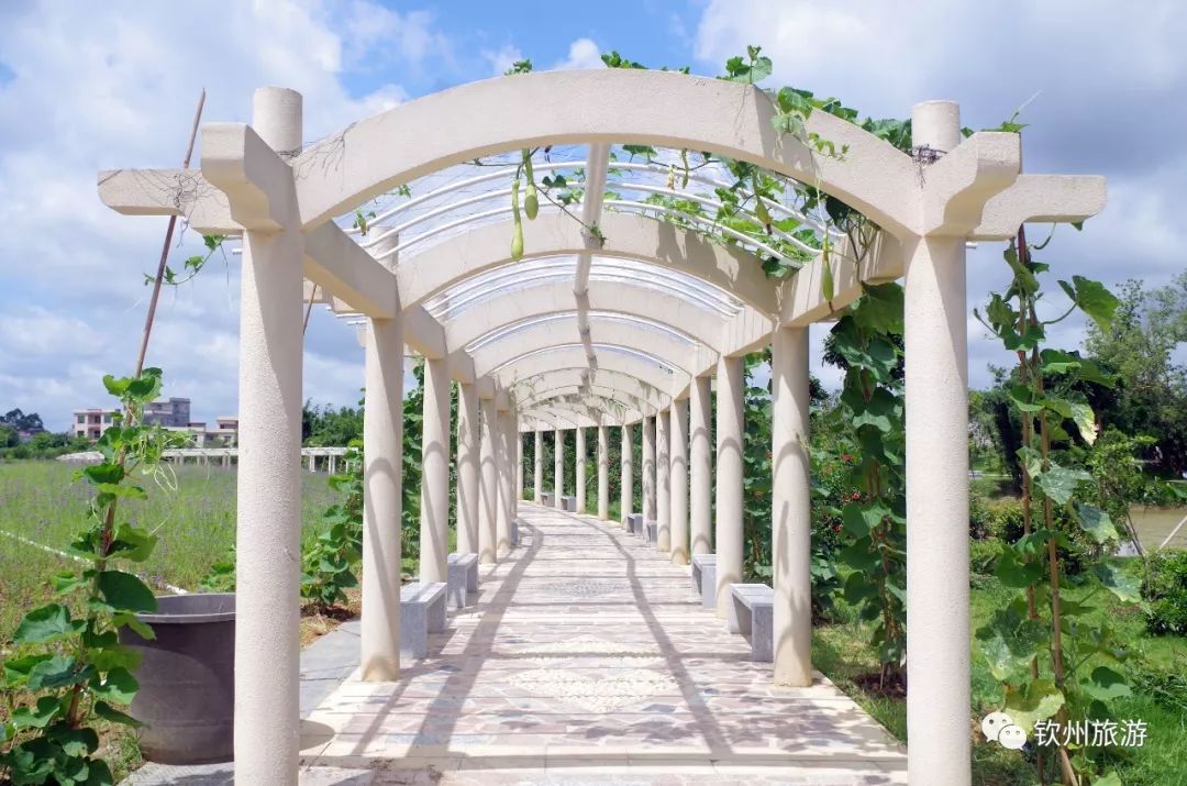 钦州花卉小镇旅游攻略,北部湾花卉小镇最佳观赏时间