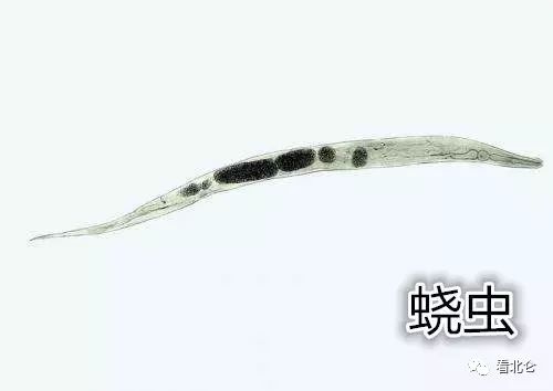 宝宝尿裤穿久屁股痒怎么办,小宝屁股上穿纸尿裤痒怎么办