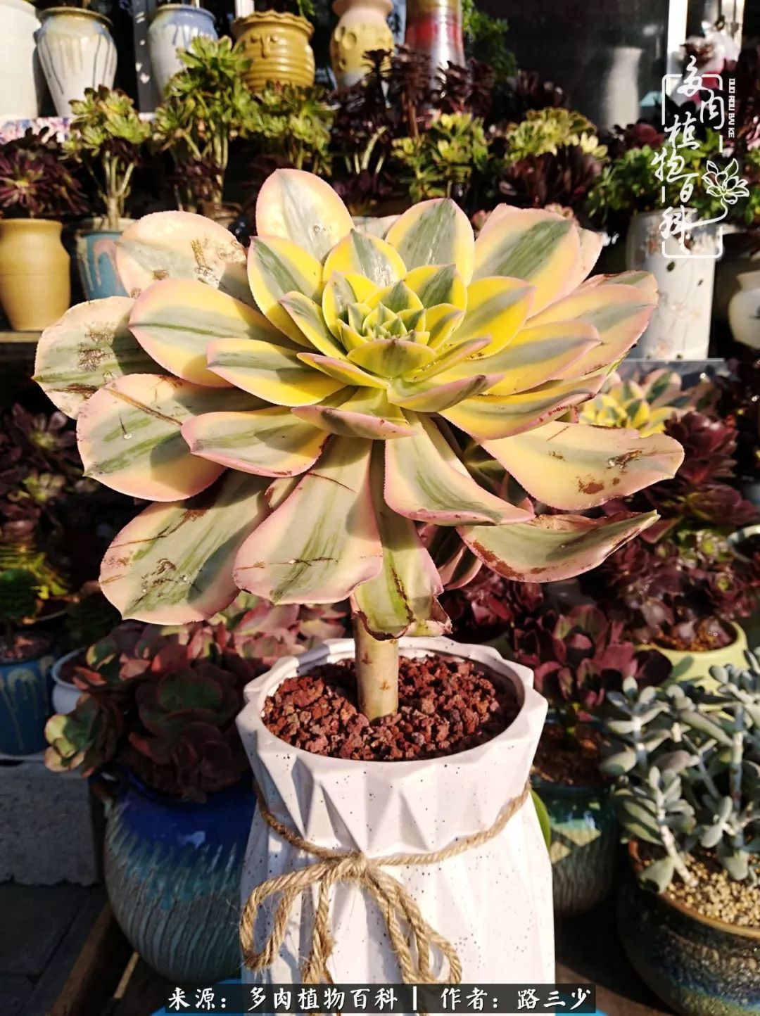 最美法师有哪些,最美法师甄姬