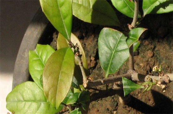 桂花叶子干枯怎么办呢,新栽桂花树苗叶子干枯