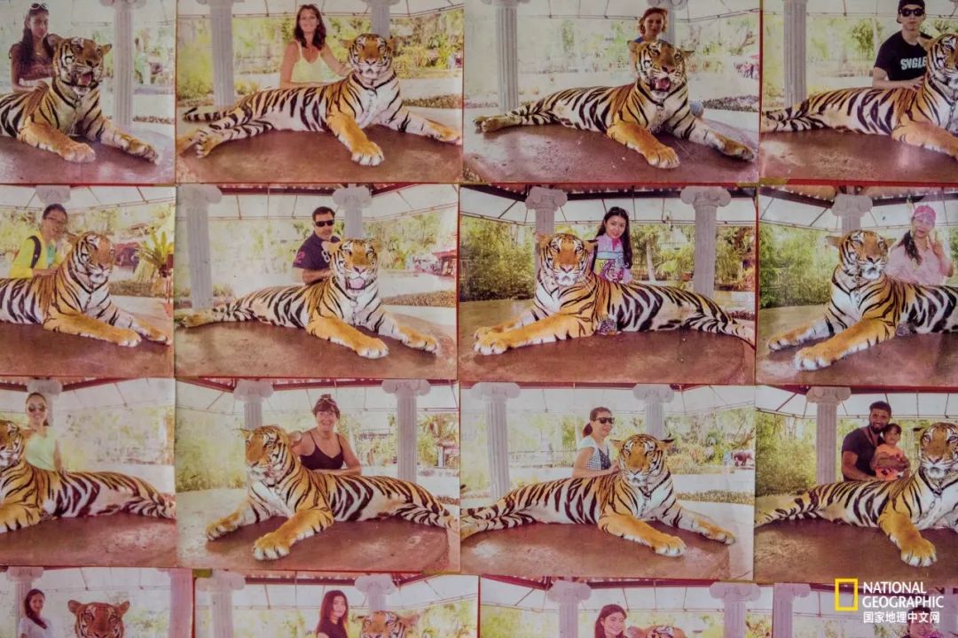 濒临灭绝的野生动物表演,动物表演的背后有多残忍