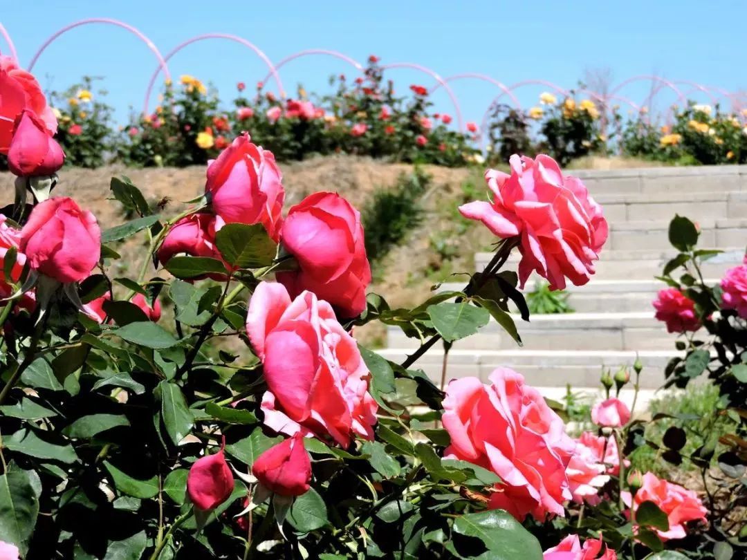 济南九如山地方网红景点门票,山东九如山风景区门票价格