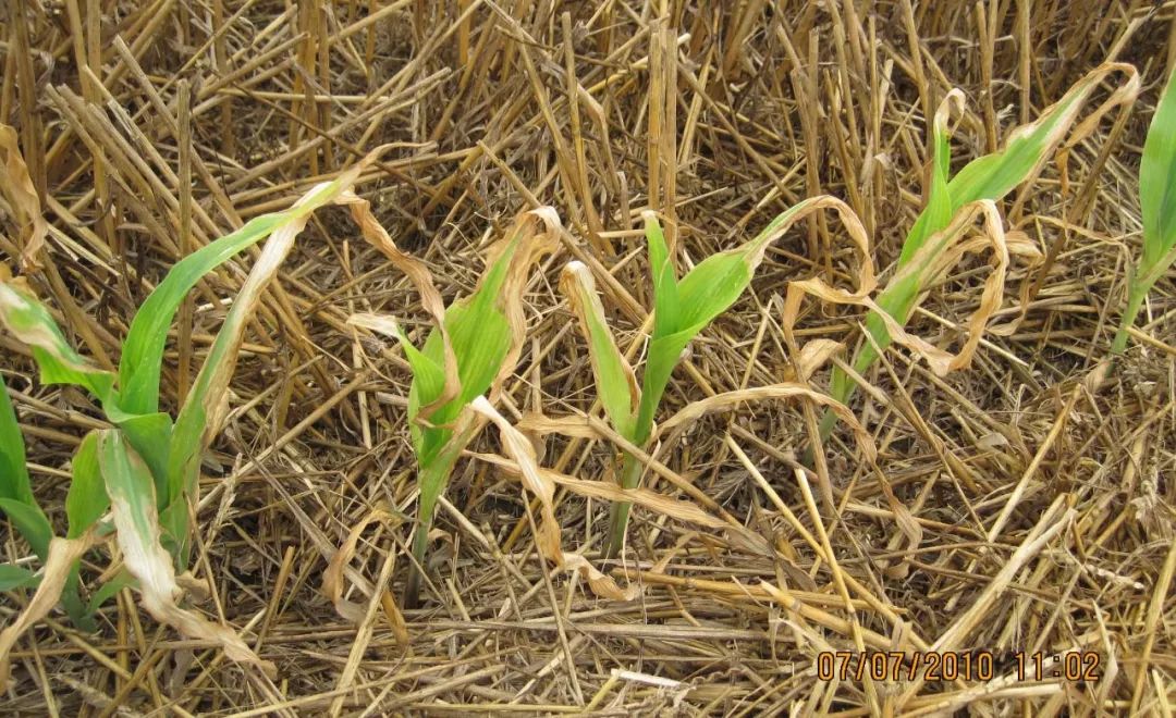 缓解小拱棚除草剂药害最快的方法,920缓解除草剂药害使用倍数