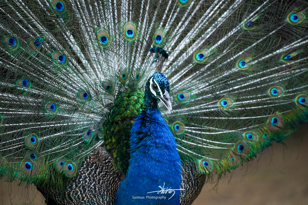 索尼FE600mmF4GMOSS广州长隆动物园第一手试拍