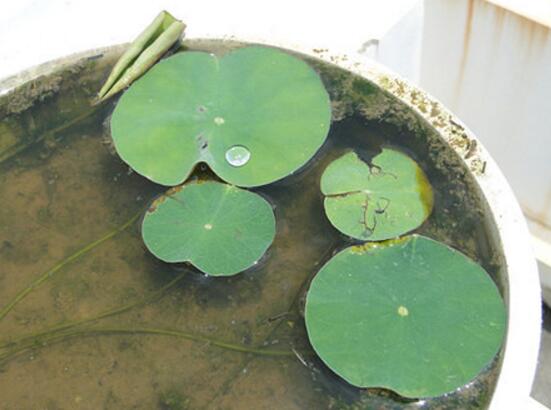 碗莲苗怎么入土,碗莲入土后怎么养