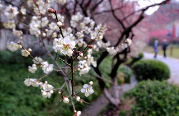 梅开二度能触发梅开二度吗,梅开二度的意思是什么