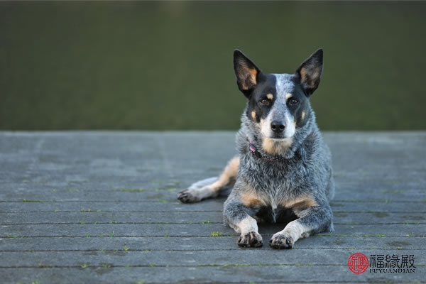 79年属羊和82属狗的婚姻,82属狗一生有几次婚姻状况