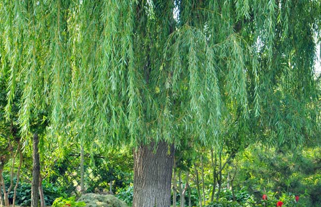 柳树的作用与危害,柳树的作用与用途