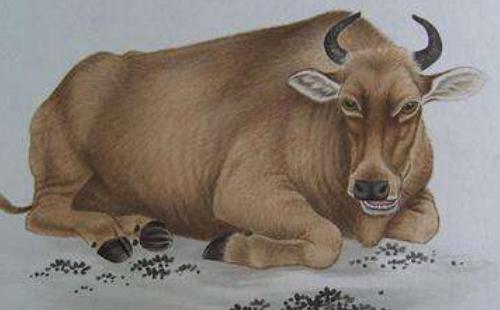 1997年出生属牛人2022年牛年运势,1997年属牛人在2019年的运势