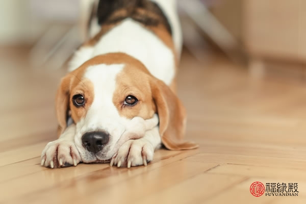 1994属狗与1994的狗能婚配吗,1994属狗和1994年属狗相配吗