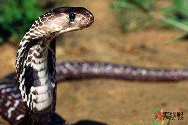 婚配属相蛇配蛇好不好,属蛇男配什么属相最好