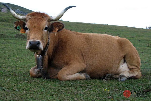 1973年属牛女未来10年的婚姻状况,1973年属牛女一生婚姻能够顺利吗