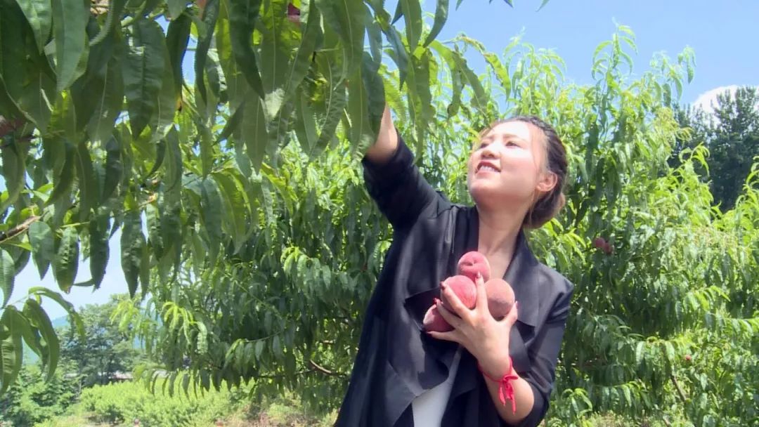 泌阳老品种桃子成熟了,息烽哪些地方桃子成熟了