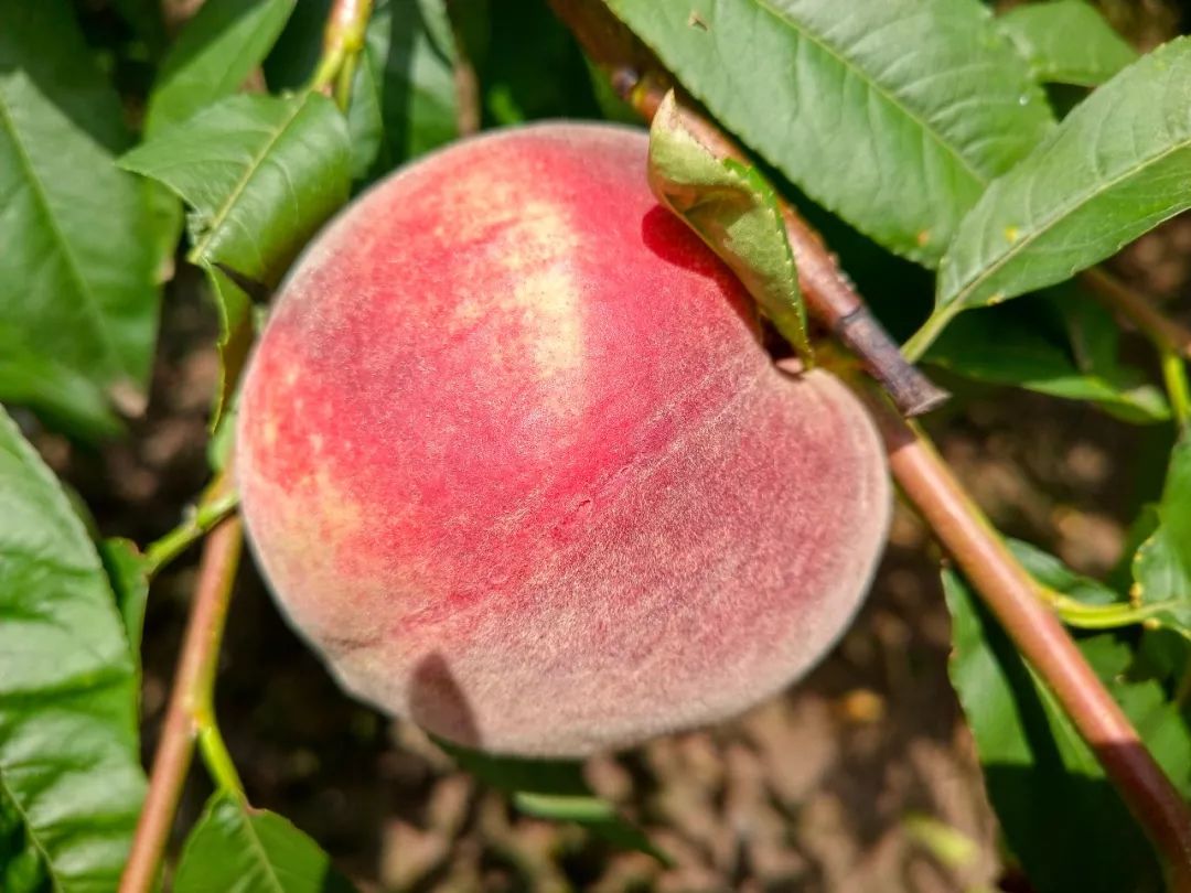 泌阳老品种桃子成熟了,息烽哪些地方桃子成熟了