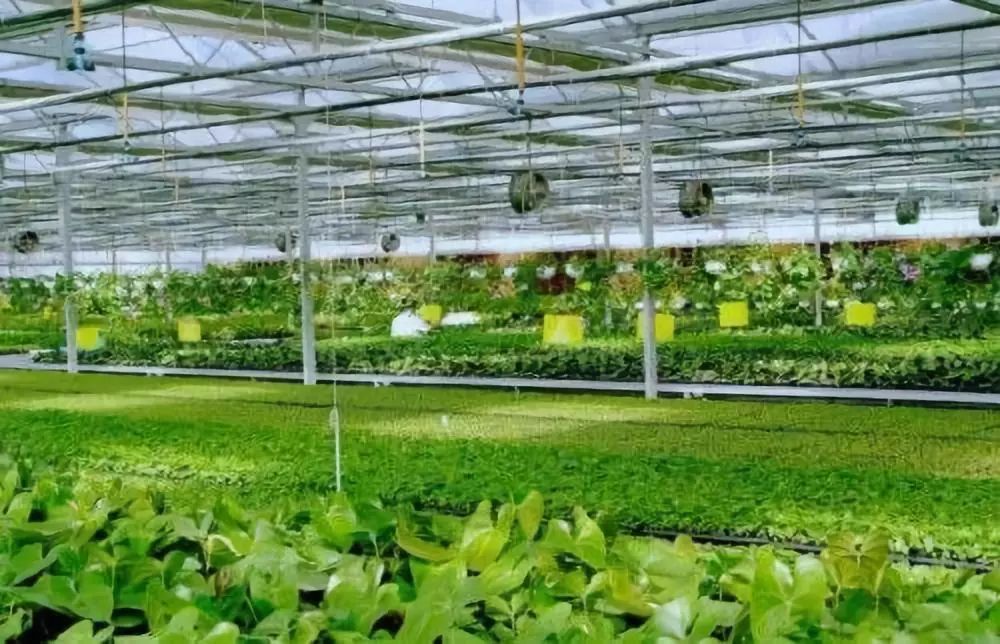 化肥为什么被称为“土地*片鸦**”?真相曝光了