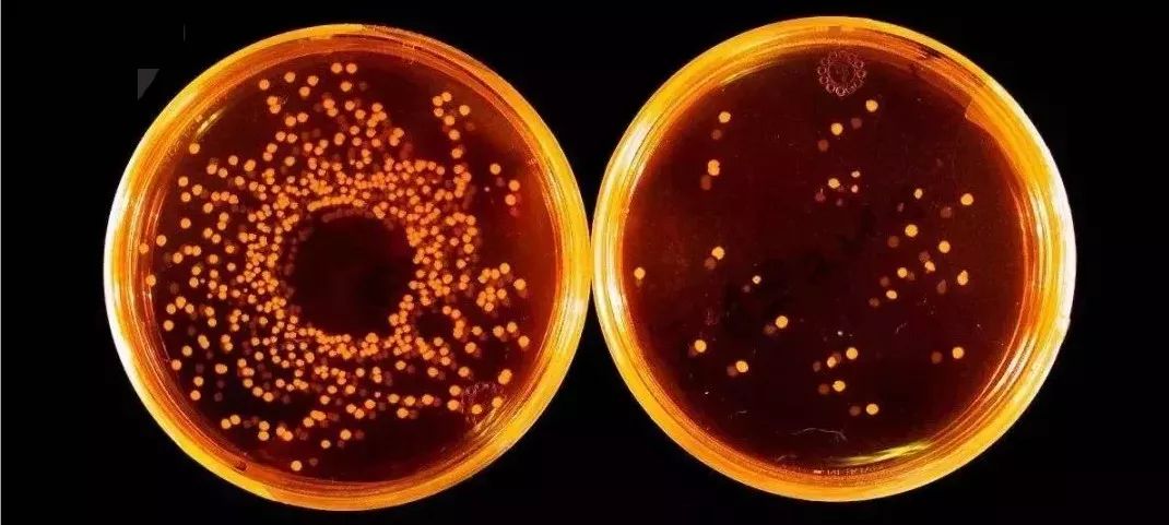 它的菌含量居然是马桶的530倍，你还在每天用