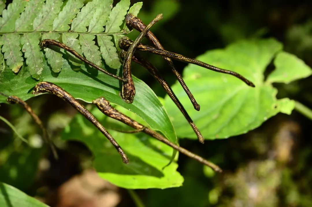 一些吸血的昆虫蜱虫,好多小虫子吸血