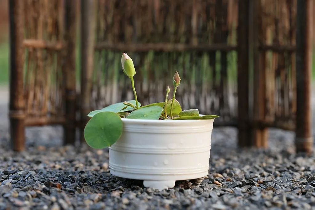 碗莲苗烂茎叶子怎么办,碗莲幼苗期各种病症解决法