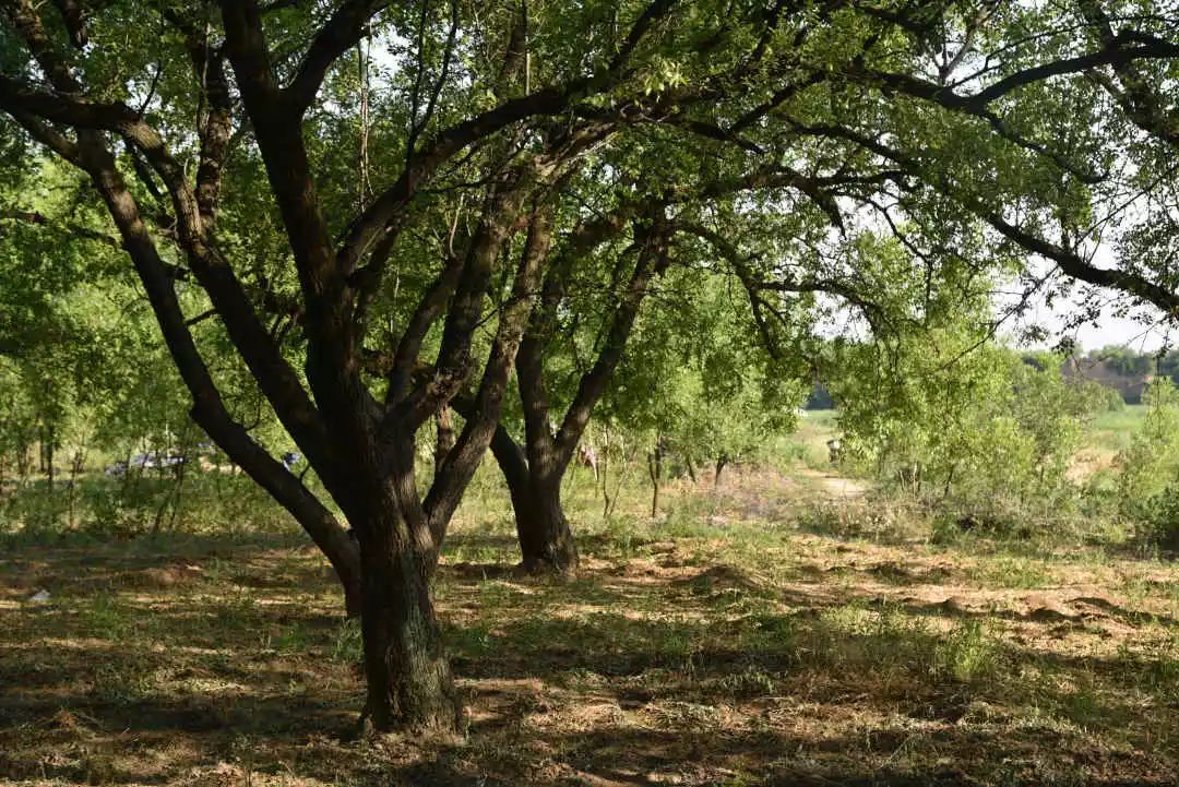 等你!认领相枣树,延续你与它的千年之约~