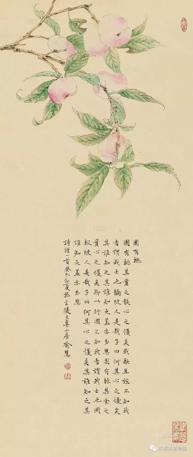 红桃子,红桃子成熟季节