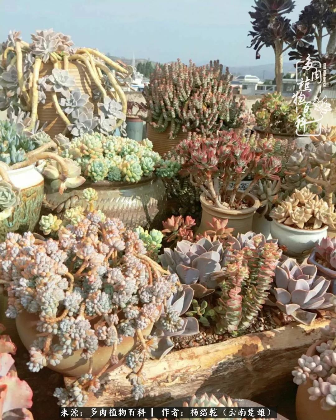 梦中的多肉植物,梦中的多肉花园图片