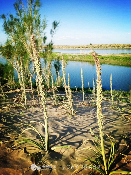 东道海子的视频,东道海子简介