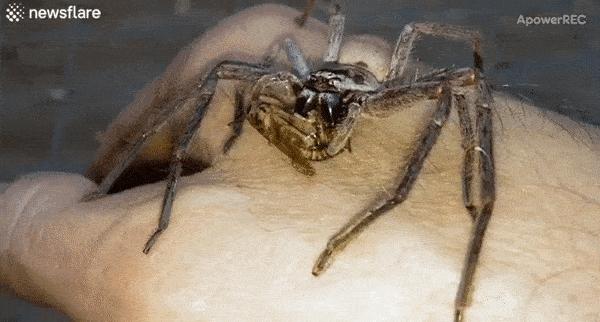 澳大利亚现巨型蜘蛛,澳大利亚巨型蜘蛛在哪出现