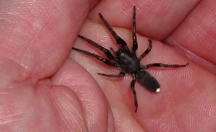 澳大利亚现巨型蜘蛛,澳大利亚巨型蜘蛛在哪出现