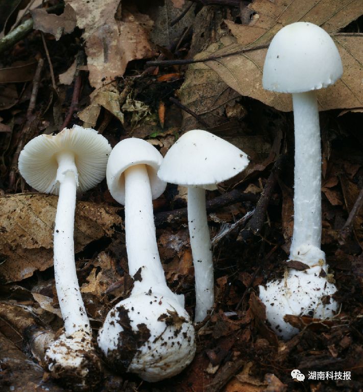 误食毒蘑菇的症状,误食毒蘑菇临床表现