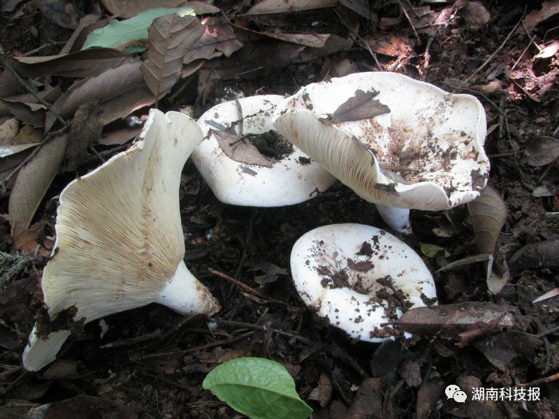 误食毒蘑菇的症状,误食毒蘑菇临床表现