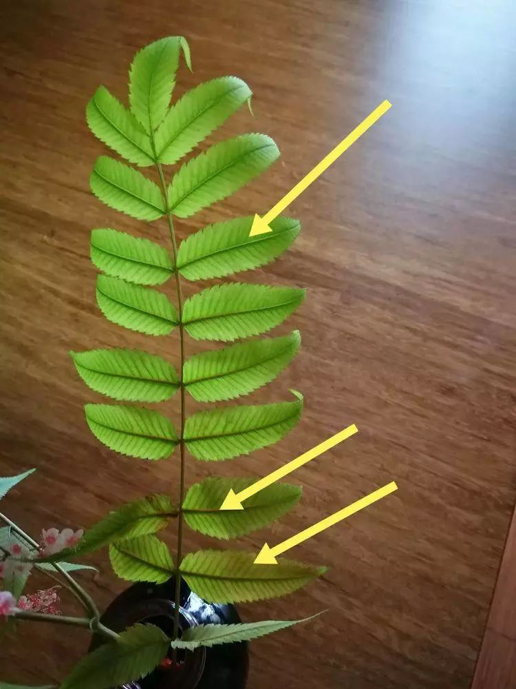 华北珍珠梅的解剖图,雪白雪白的梅花