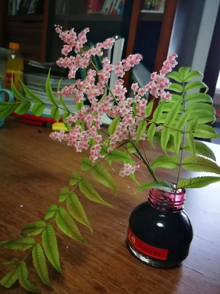 华北珍珠梅的解剖图,雪白雪白的梅花