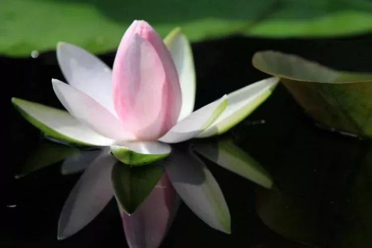 上海赏荷花最好的地方,上海秋冬拍荷花最佳地点