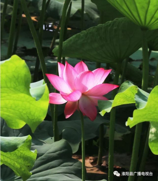 澶х編娣槼娆㈣繋鍓嶆潵瑙傝祻,澶х編娣槼鑽疯姳鑺傛杩庢偍