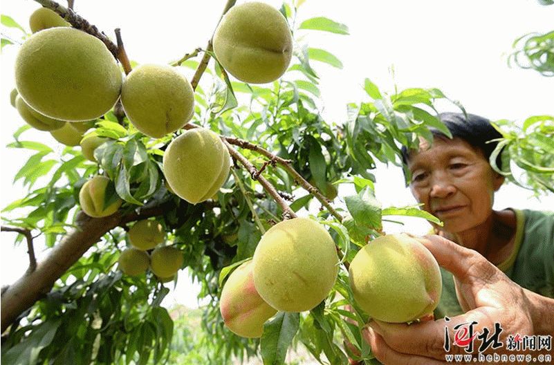 6月24日邯郸新闻早餐