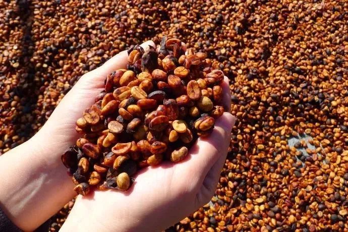 咖啡加蜂蜜最佳方法,咖啡加蜂蜜甜吗