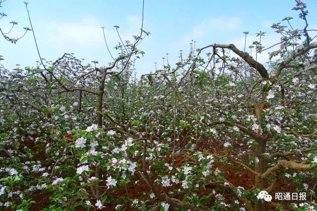 苹果之城是指哪个城市,苹果之城是哪里