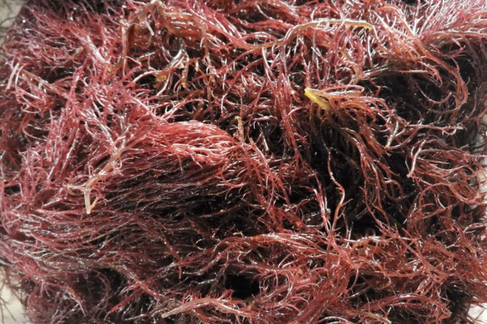 omg美食一览表,omg甜品吃法大全