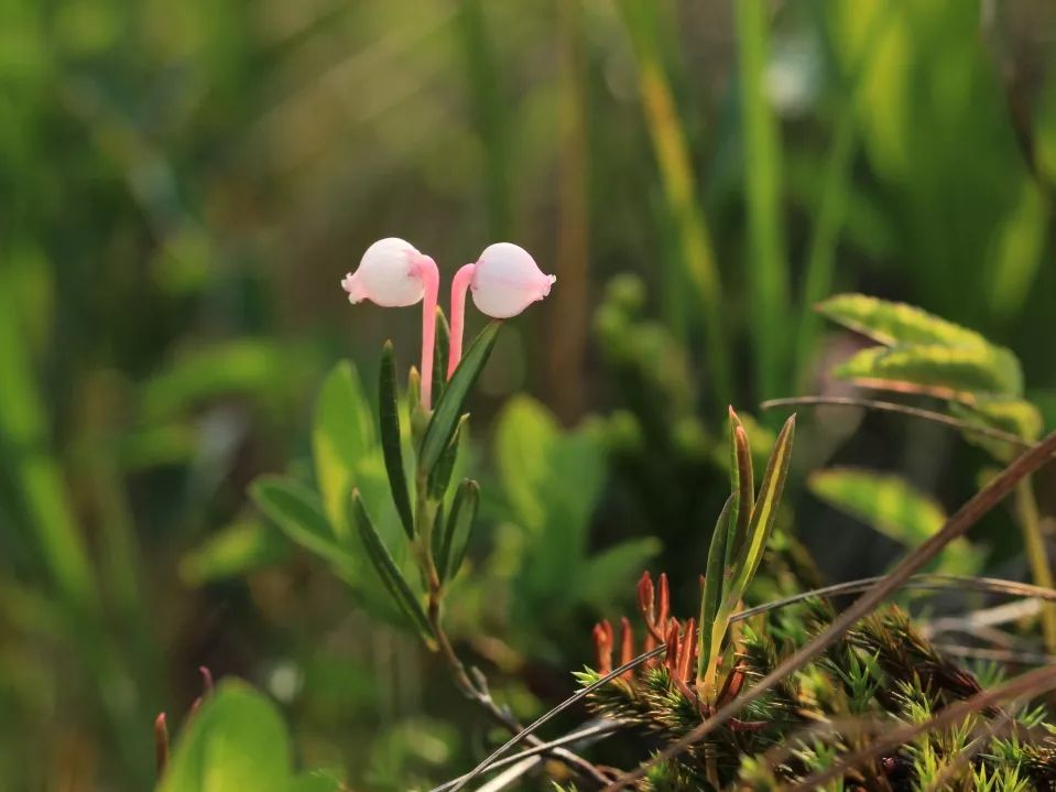 2.5浜垮勾鍚庣殑鍦扮悆鍙樺寲,涓滃寳鐏北鎬庝箞鍙樻垚绮粨